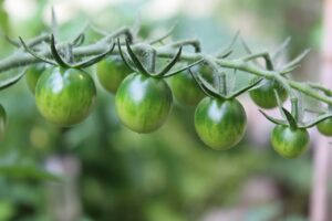 Fried-Green-Tomatoes
